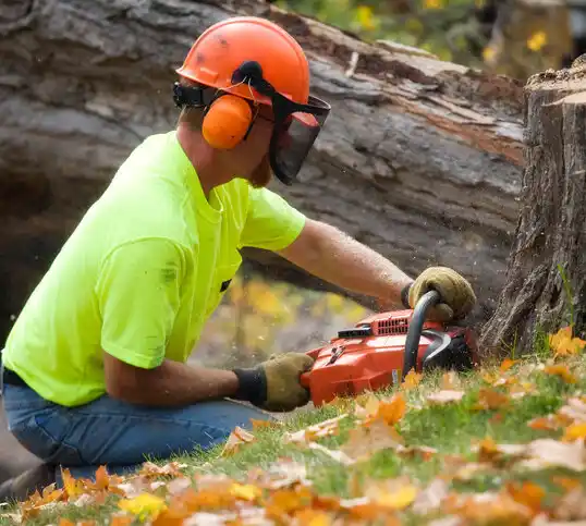 tree services Rhinecliff